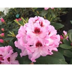 Alppiruusu Rhododendron Viheraarni Royal Butterfly 30-40