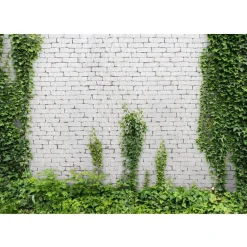 Kuvatapetti Artgeist Creeping ivy, tiiliseinä, eri kokoja