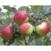 Omenapuu Malus domestica Viheraarni Jaspi