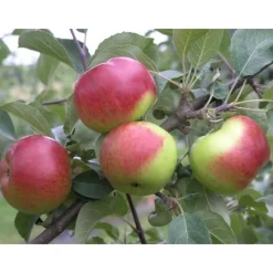 Omenapuu Malus domestica Viheraarni Jaspi