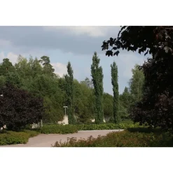 Pylväshaapa Populus tremula Viheraarni Erecta 150-200