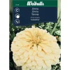 Zinnia Weibulls Isabellina