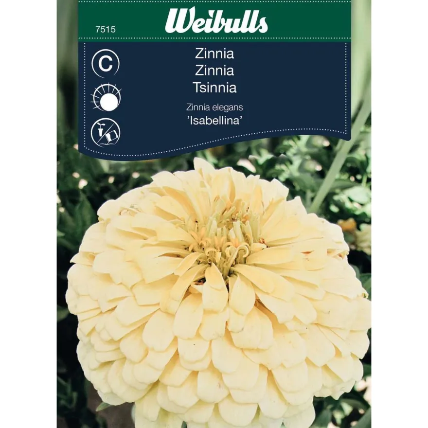 Zinnia Weibulls Isabellina
